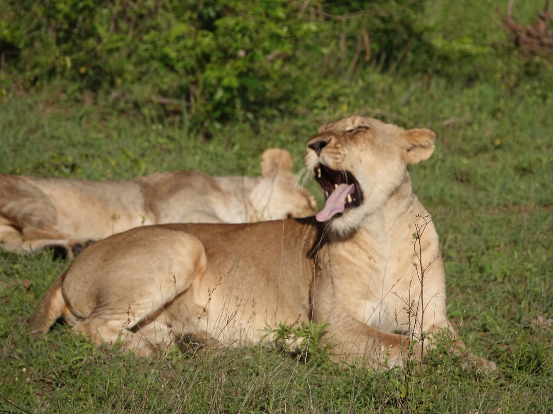 Shinzelle Safaris-雾观必去景点
