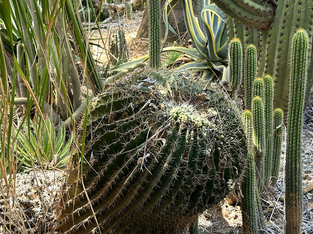 Obesa Cacti Nursery-格拉夫-里内特必去景点