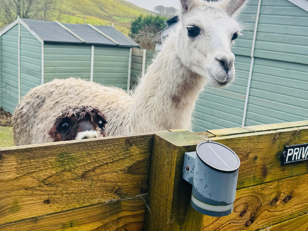 little peru alpaca trekking-Maybole必去景点