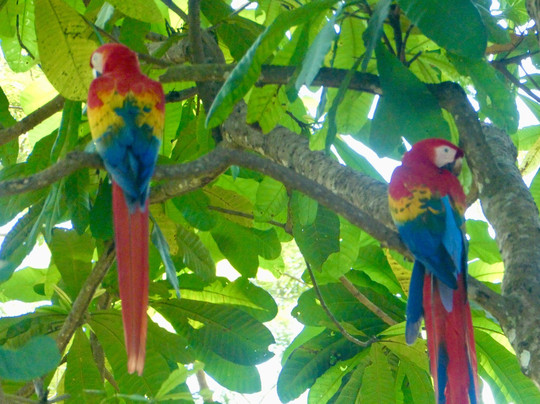 Red Frog Tours-利蒙港必去景点
