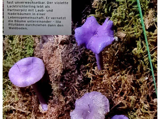 Nationalparkzentrum Ruhestein-Seebach必去景点