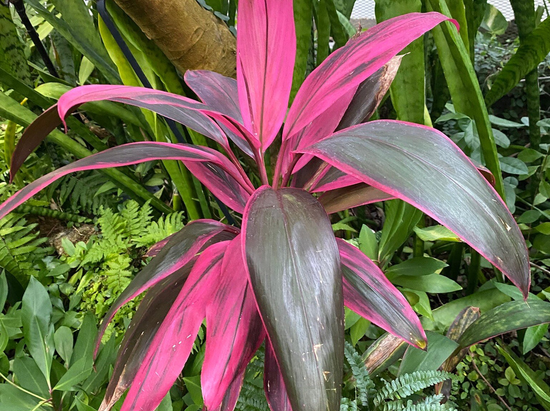 Krohn Conservatory-辛辛那提必去景点