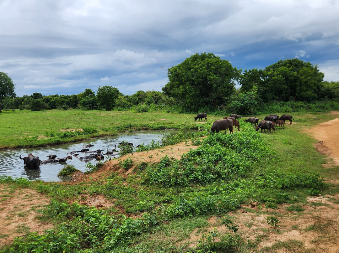 Vision Lanka Tours-加勒必去景点