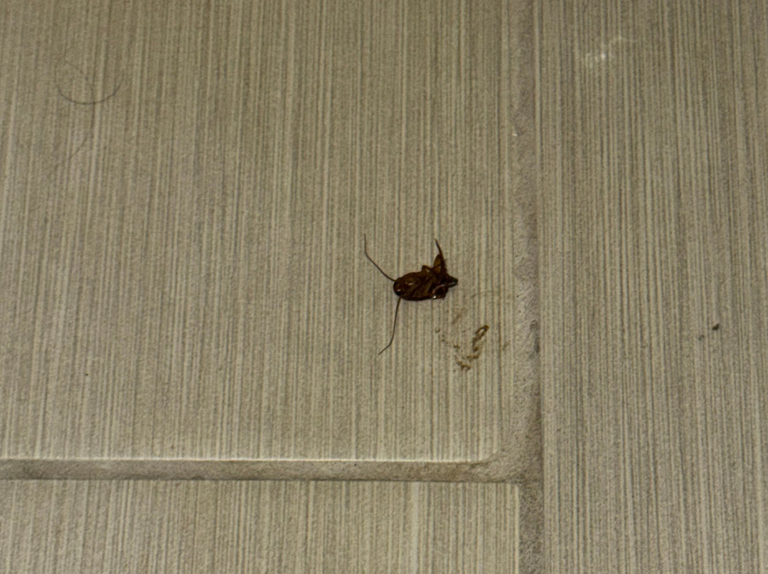 Days Inn by Wyndham Alamogordo主图