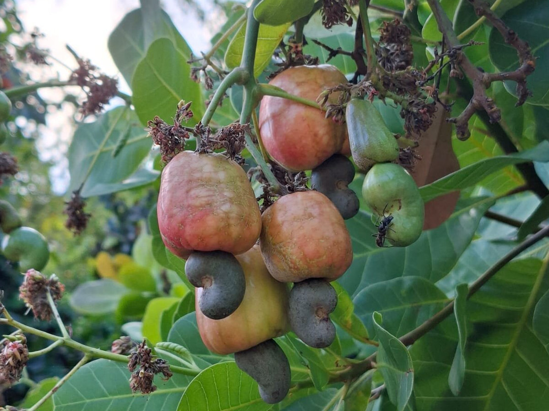 Praia Lucena-Lucena必去景点