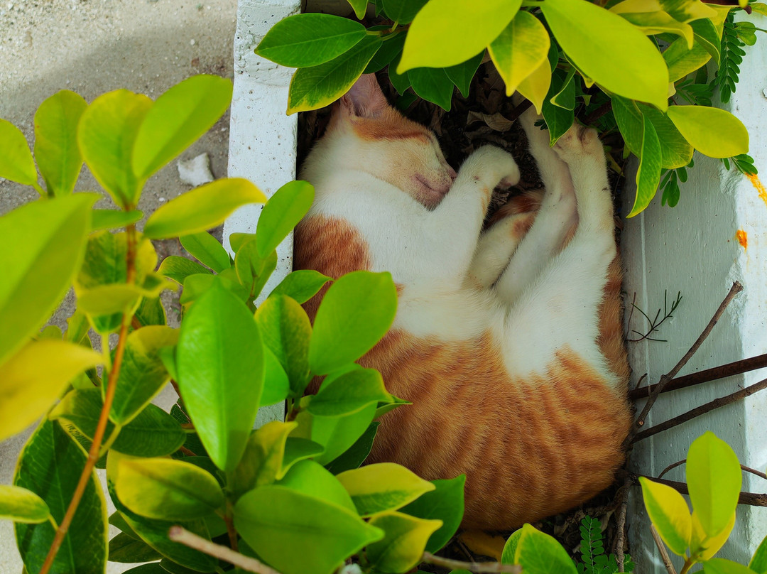 Tropic Trip Maldives-Gulhi Island必去景点