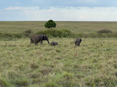 Amazing Memories Safaris-内罗毕必去景点