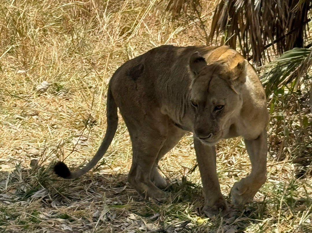 Kima Adventures-Dar es Salaam必去景点