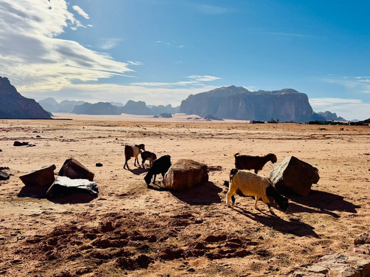 Lawrence's Spring-Wadi Rum Village必去景点