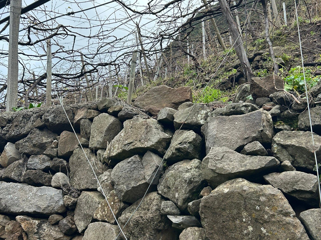Quinta Do Barbusano-马德拉群岛必去景点