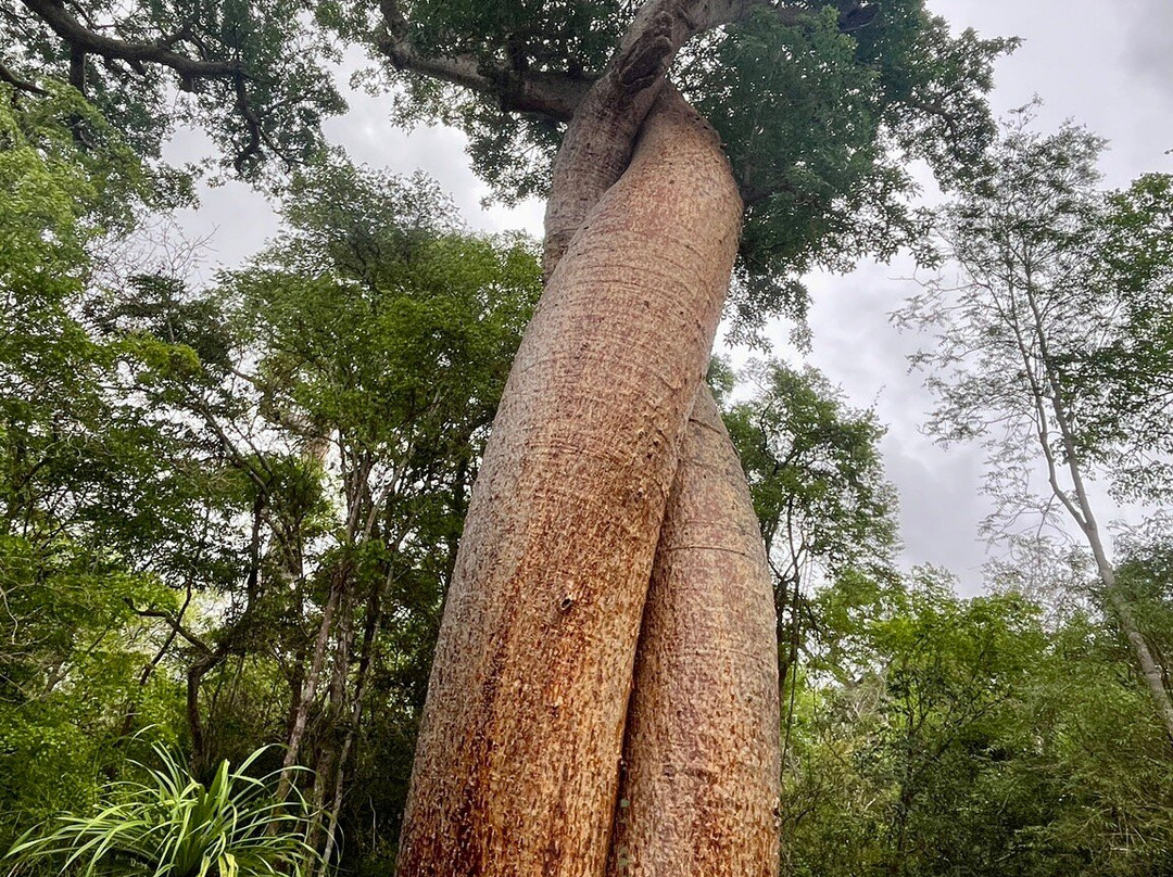 Madagascar Green Tours-安齐拉贝必去景点