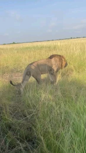 Big Lion Trails Safaris-坎帕拉必去景点