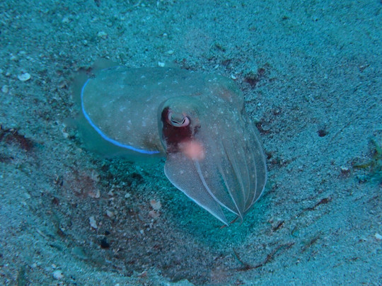 Meno Dive Club-Gili Meno必去景点