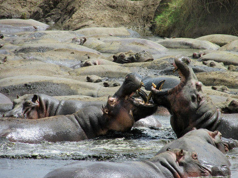 Gilmag Safaris-阿鲁沙必去景点