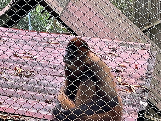 Kids Saving the Rainforest-克波斯必去景点