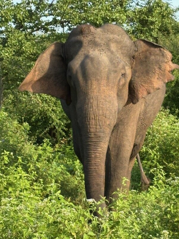 Ceylon Escapes-科伦坡必去景点