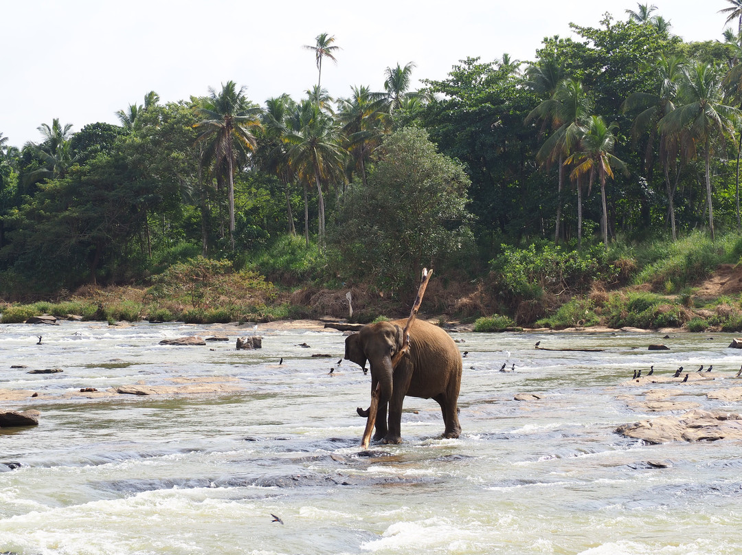 Aash Travels-Polgahawela必去景点