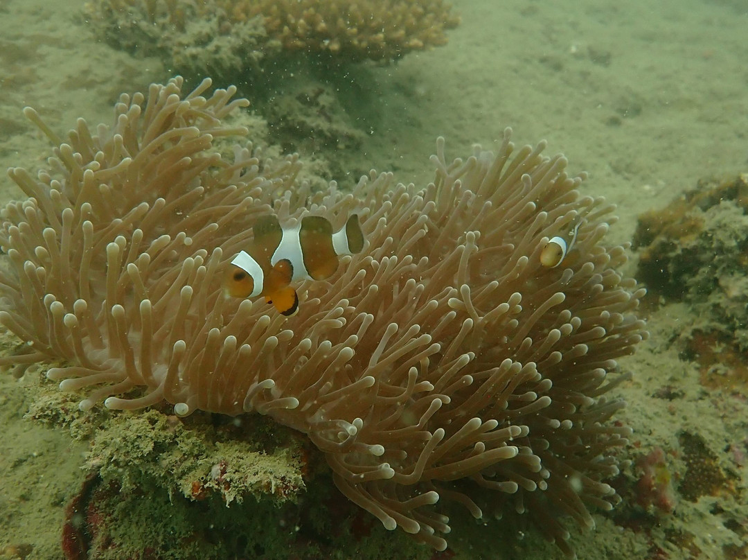 甲米萨瓦迪潜水中心-奥南必去景点
