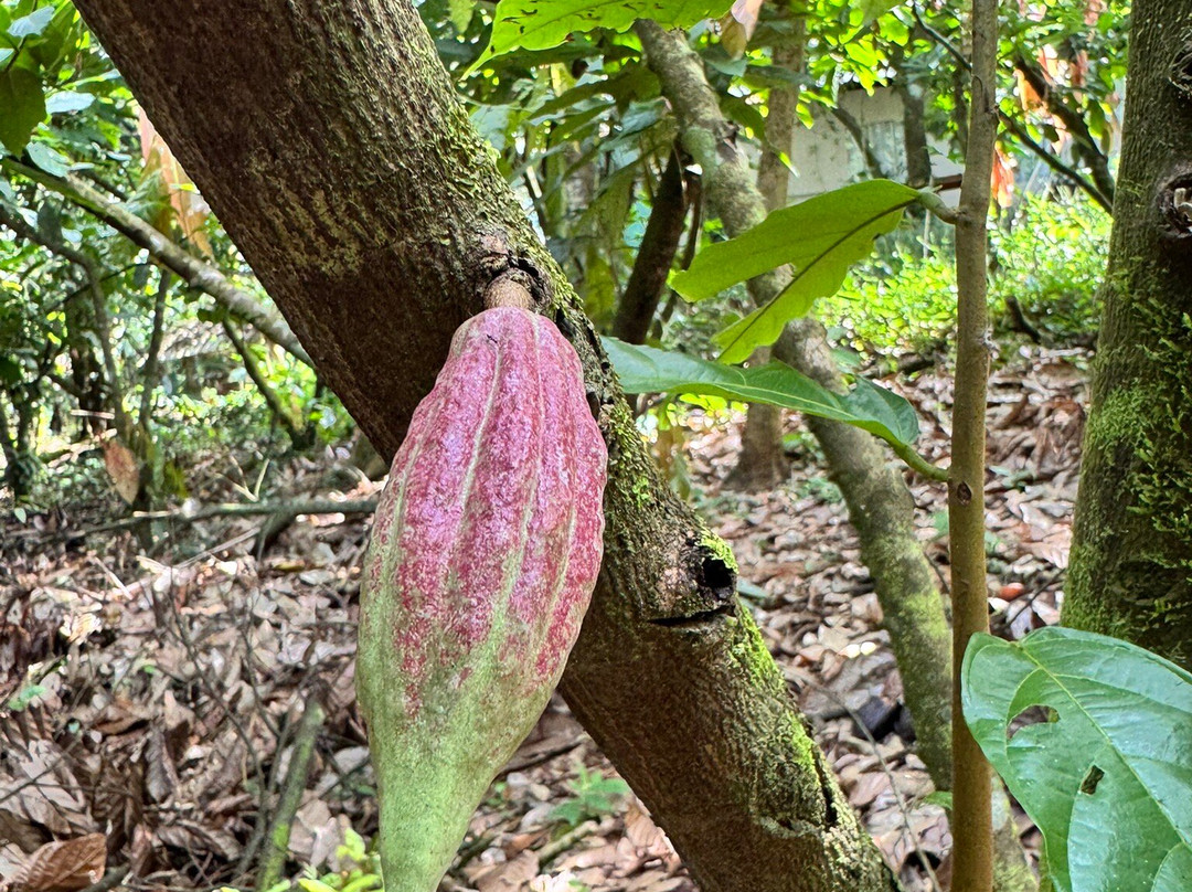 Chocolate Sibaeli-San Rafael de Guatuso必去景点