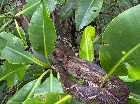 Bocas Islands Adventours-Bocas del Toro必去景点