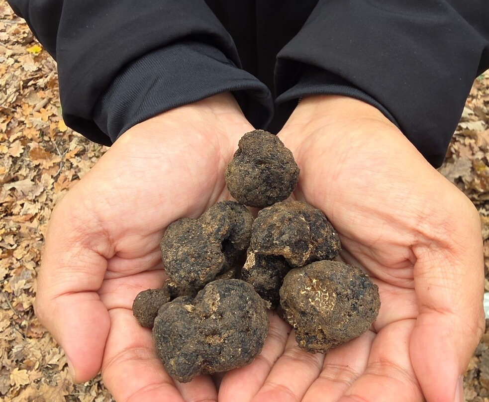 Discovering Truffles-Sorano必去景点