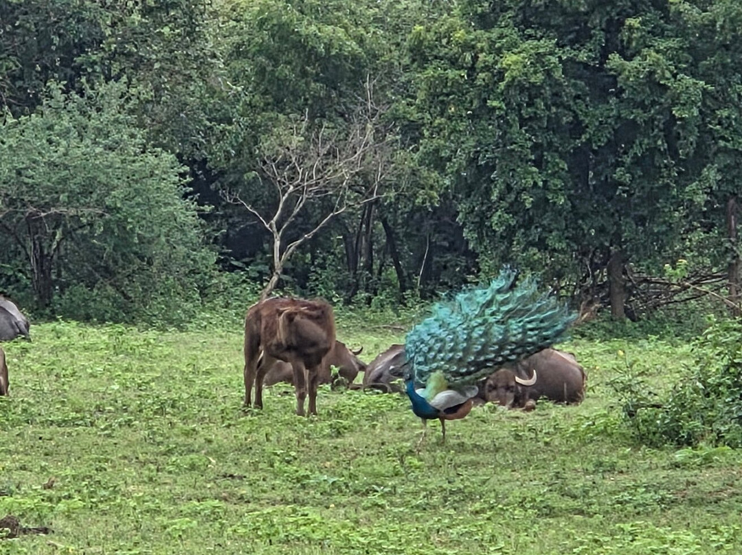 Subara Travels Sri Lanka-Radawana必去景点