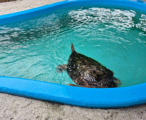 Projeto Tamar-乌巴图巴必去景点