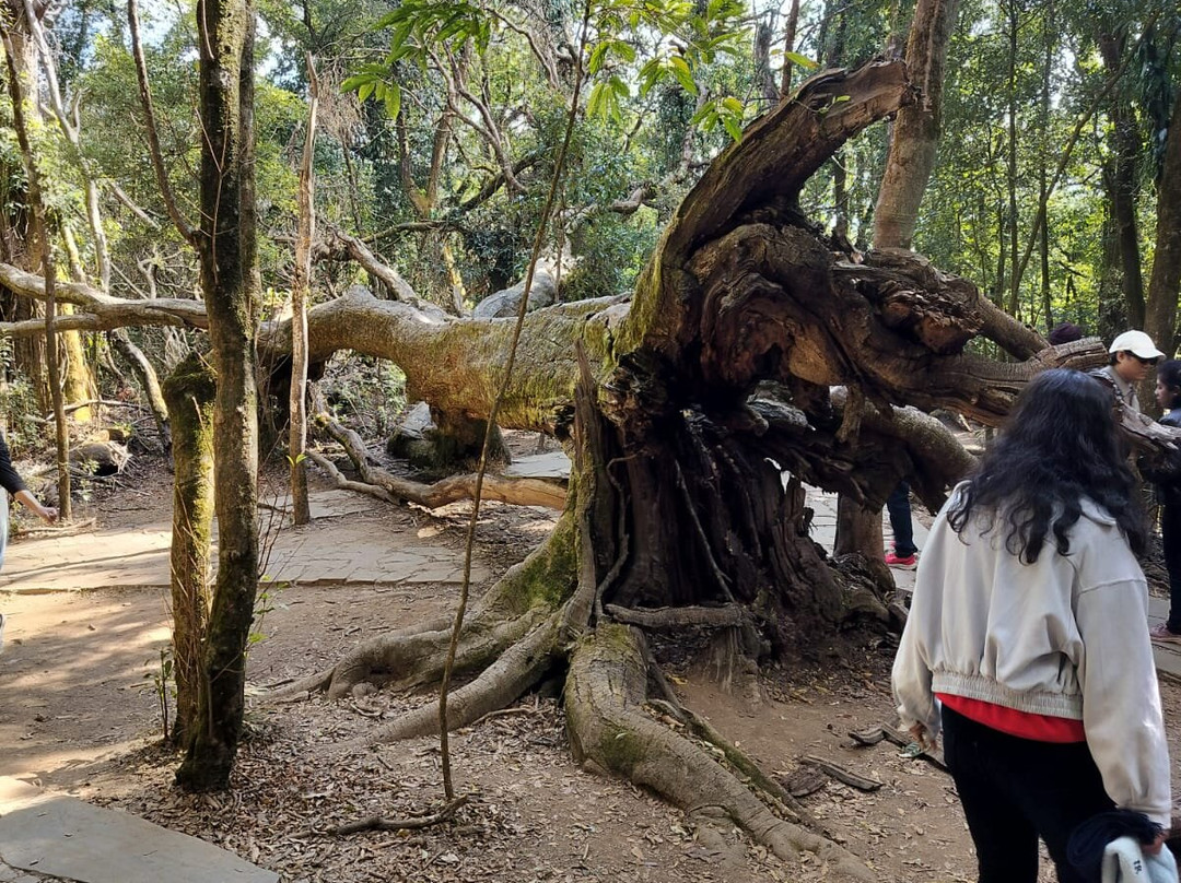 Mawphlang Sacred Forest-西隆必去景点