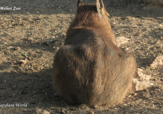 Melios Zoo-尼科西亚必去景点
