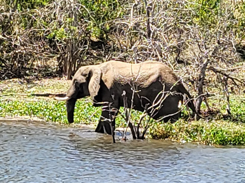 Ntungo Wildlife Safaris-恩德培必去景点
