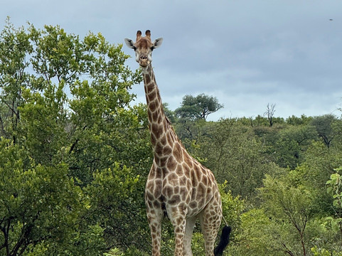 Paw Safaris-霍德斯普鲁特必去景点