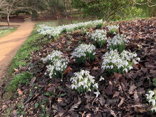 Batsford Arboretum-莫顿因马什必去景点
