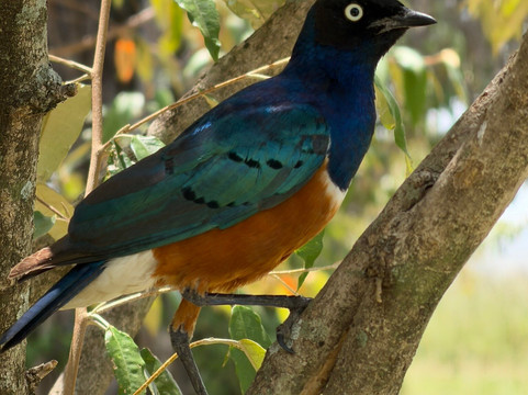 Join African  Savanah-Karen必去景点