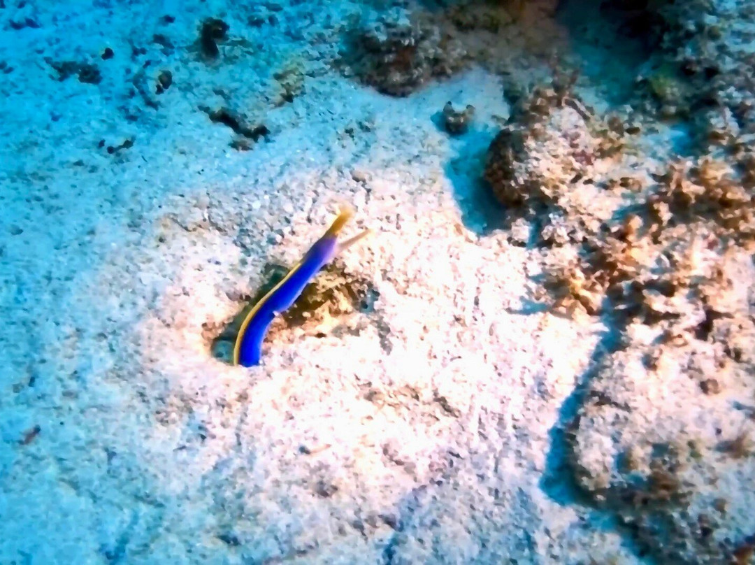 Diving World-大湾必去景点