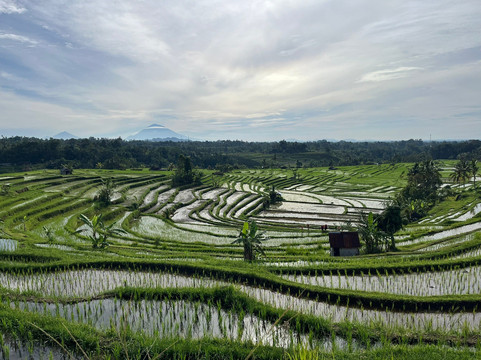 Jatiluwih Cycling & E-bike Tours With Bali By Pedals-达巴南必去景点