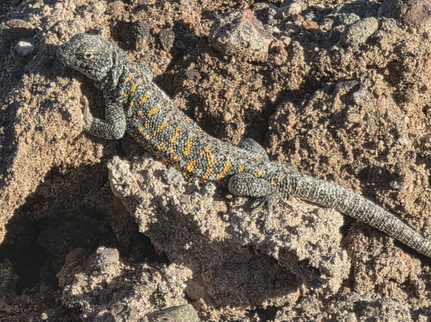 Andes Travel-圣佩德罗-德阿塔卡马必去景点