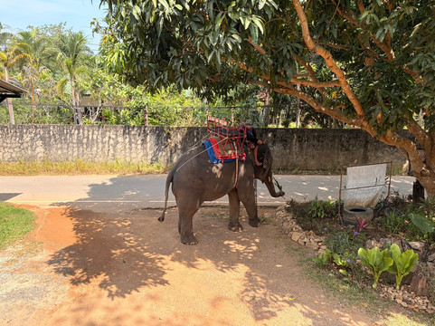 Ban Chang Thai - Elephant Camp-象岛必去景点