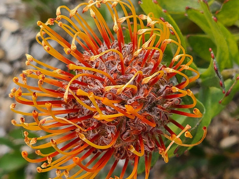 Inala Nature Tours-布鲁尼岛必去景点