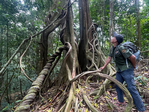 Sumatra Orangutan Explore-武吉拉旺必去景点