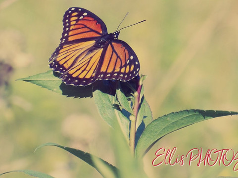 Afton State Park-黑斯廷必去景点