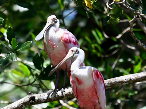 Crocodile Man Tour-哈科必去景点