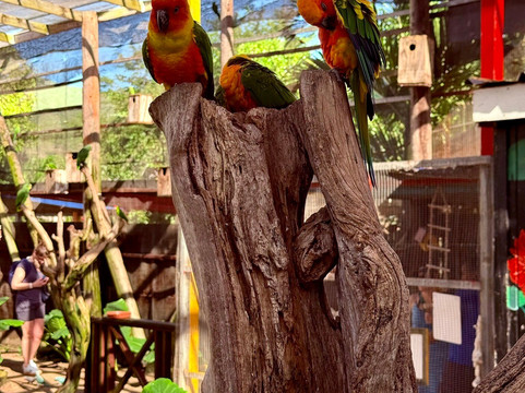 Parotte Ville Bird Sanctuary-圣马丁岛必去景点
