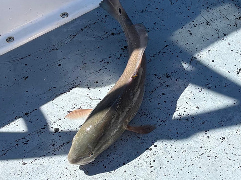 Native Guided Fishing-Goodland必去景点