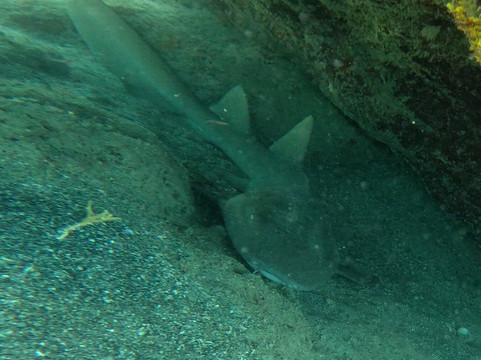 Vieques Snorkel Tours-维切克岛必去景点