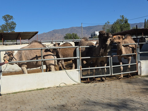 Camelus-Pechina必去景点