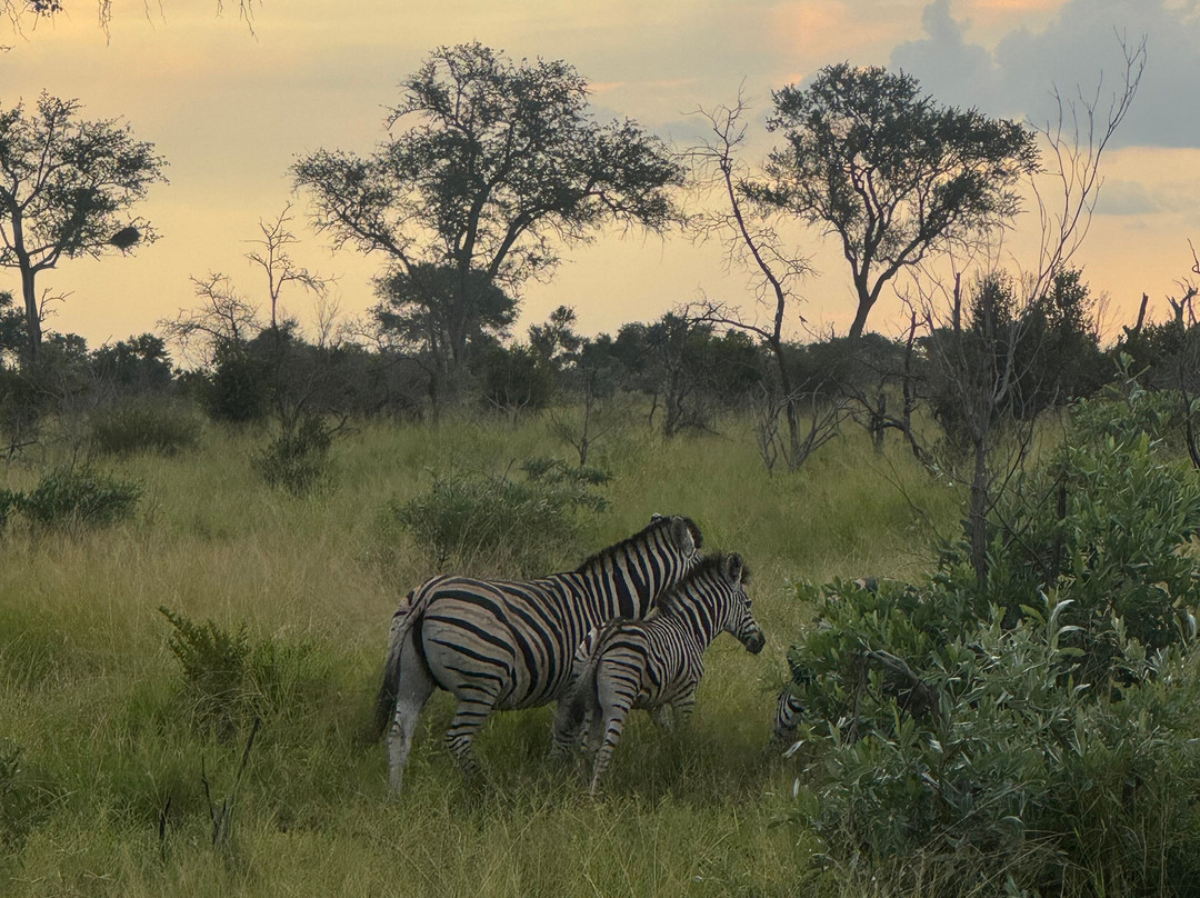 Wild And Free Safaris-霍德斯普鲁特必去景点