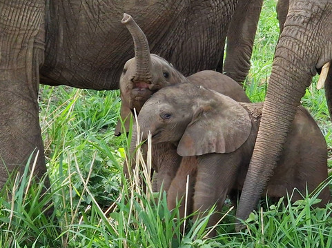 Ranger Safaris-阿鲁沙必去景点