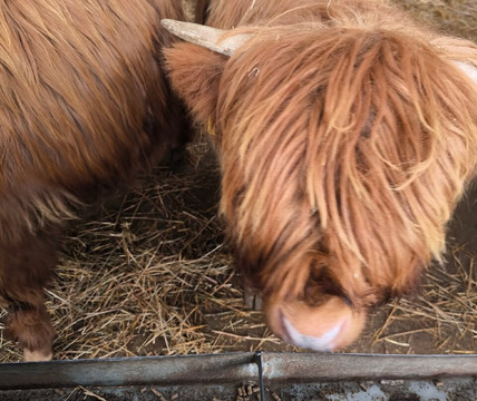 Hall Hill Farm-达勒姆必去景点