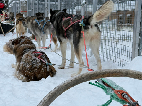 Era-Susi Huskies - Day Tours-Rukatunturi必去景点