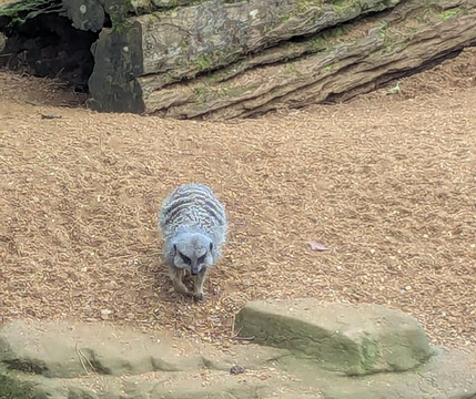 Colchester Zoo-科尔切斯特必去景点